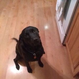 Meet your Posher, Bobbi